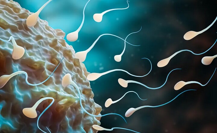 Salute La dieta dei papà lascia traccia negli spermatozoi (